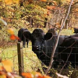 Meet your Posher, Ruth ann